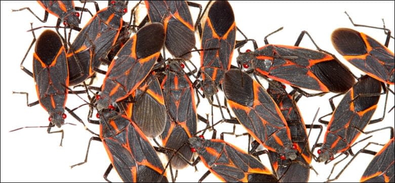 Boxelder Bug Control in Andover, MN | Comfort Pest Control