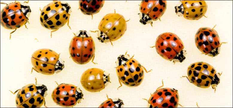 ladybug pest control