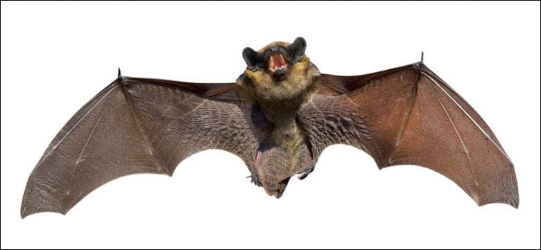 Expert Bat Removal In Andover Mn