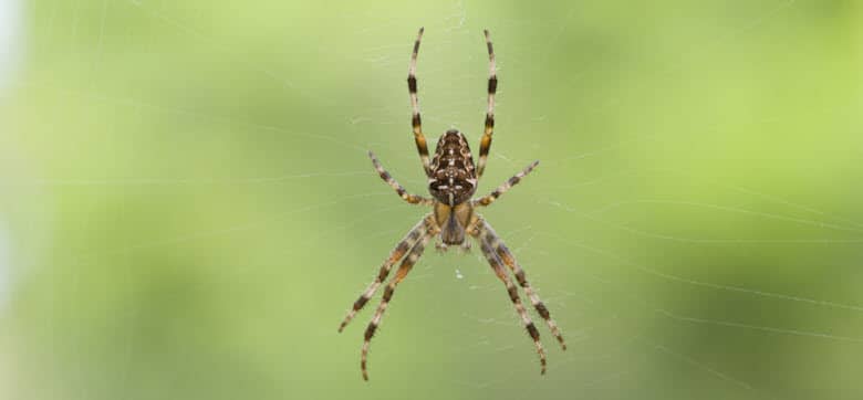spider exterminator